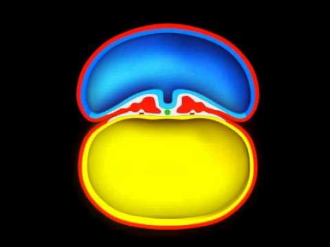 Embriologia - Dobramento do Embrião