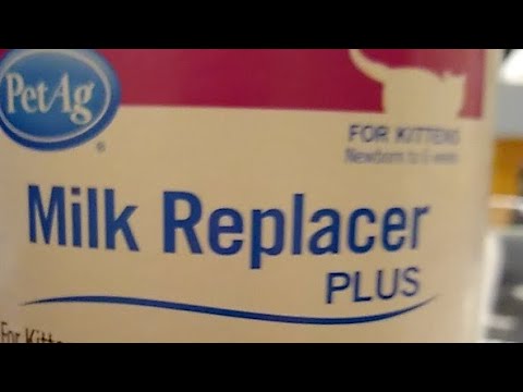 Milk Replacer For My Cat
