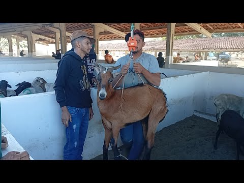 Feira de caprinos e Ovinos de Sumé PB 20/07/2026/ parte 1