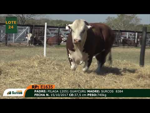 Remate Cabaña Surcos 2020 - TOROS - Lote 24 E1635