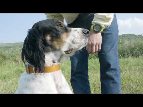 Fishpond Salty Dog Collar and Leash | AvidMax