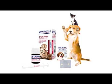 Миниатюра изображения товара Суспензия от глистов Празител Плюс для собак средних и крупных пород (10мл)