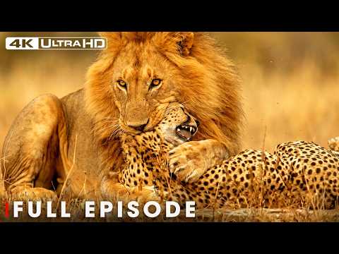 World's Deadliest of Lion
