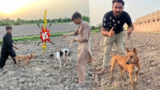 Pit bull Ka Shikari Dog 🐕 Sa Padda Karwa Dia 😱