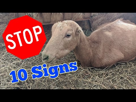 , title : 'Top 10 Signs Your Goat Is close to Kidding - 2020'