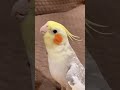 Cockatiel Singing Happy Birthday Birds Cockatiel Cockatielsinging Cockatielsound Pets Parrot