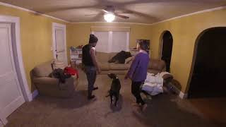 Jealous pitbull!