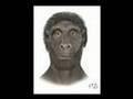 Human Evolution