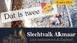 Tweede kuiken ook zichtbaar