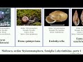 Mollusca, ordine Stylommatophora, famiglia Labyrinthidae, parte 1 minor uva bicolor scintilla