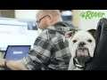 Careers At Rover Join Our Dog Loving Team Pet Tech Jobs