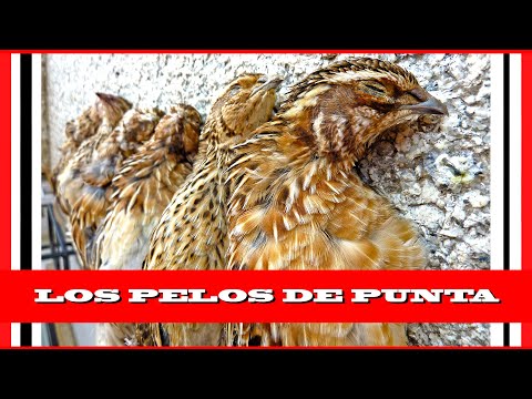 La Magia✨ de la CAZA de la CODORNIZ 💥Media Veda 2023💥