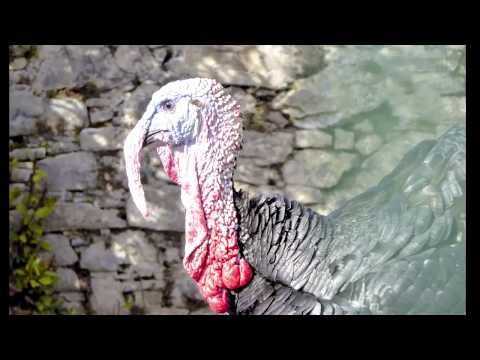 Von Menaggio am Comersee nach Porlezza am Luganersee (Italien) / 26.01.19