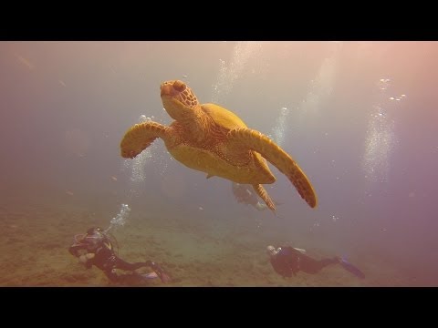 Maui Diving - Turtle Reef