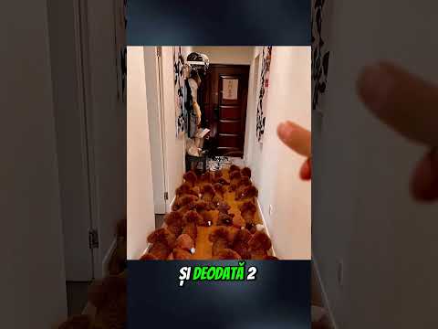 Acest Cățeluș S-a Ascuns Printre Jucăriile De Pluș 😯❤️