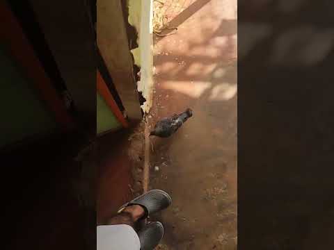 Funny cate @Sokmeanbut #short