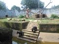 Wild Life Eriotic Sance