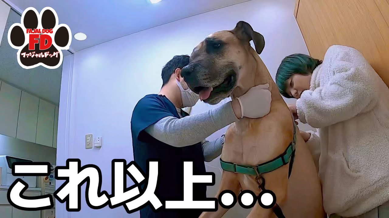 【超大型犬】もういいでしょ…アルファにこれ以上の試練