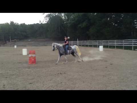 Mister - 17 y/o Arabian