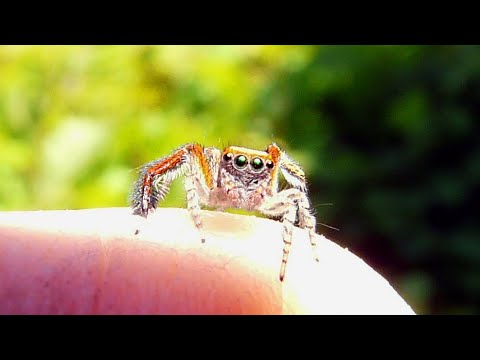 Une araignée sauteuse attaque un moucheron