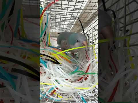 Everyone says Fu Dan has blueprints in his head—what do you think #ParrotsAreSoCute #Playi