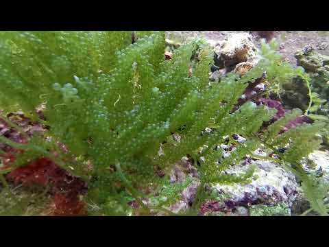Caulerpa racemosa