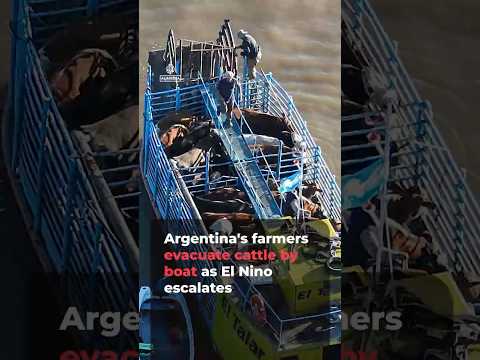 Argentina farmers evacuate cattle by boat as El Nino escalates | AJ #shorts