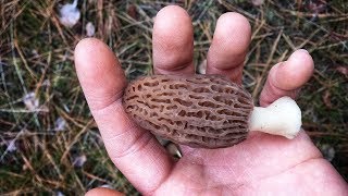 The Small Ones Are More Tasty | Morel Hunt 2018