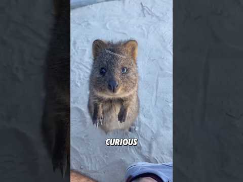“I think he looks like a nice big rat.”#shorts #animals #cute #quokka