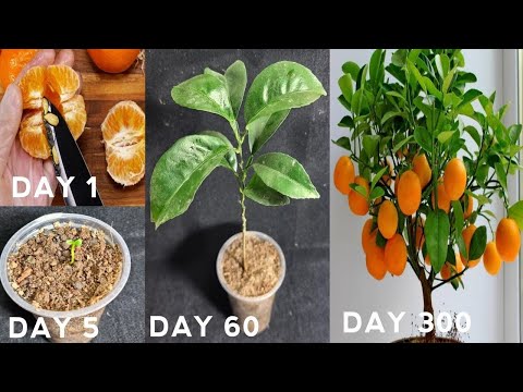 How to grow orange tree from seed | Easy way to grow orange trees