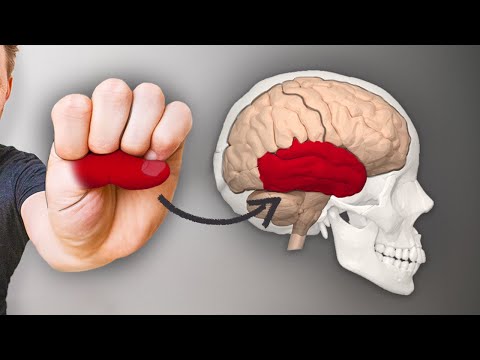 The brain: Structure and function made incredibly easy