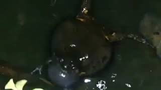 Download lagu Suara kodok nyaring mp3