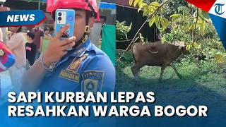 Sapi Kurban Lepas Bikin Geger Warga Cibinong Bogor, Tim Damkar Turun Tangan Bantu Warga