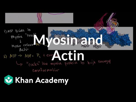 Myosin and Actin