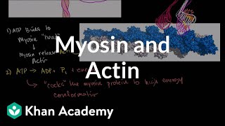 Myosin and Actin