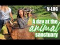 V Log A Day At An Animal Sanctuary AmyAela Fun
