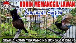Download lagu Konin Gacor Memanggil Lawan seketika semua kolibri... mp3
