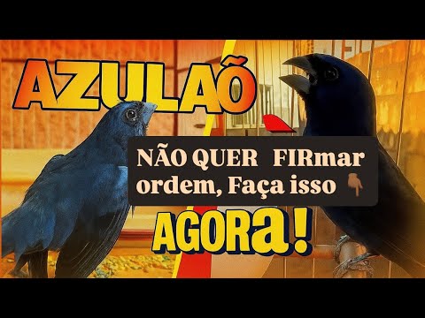 Azulão that does not sign orders, what should I do?