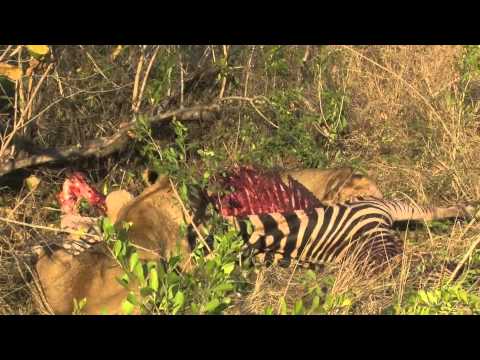 Tsalala Pride Eat a Zebra - Londolozi
