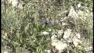 Mia Doi Todd   Tongue tied