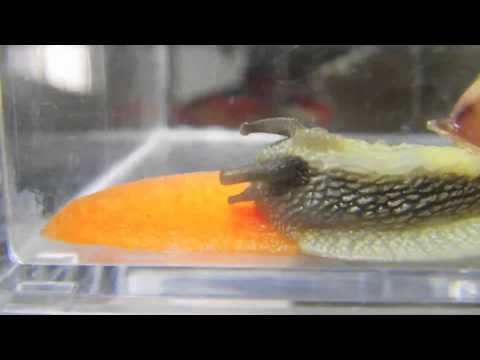 カタツムリが長生きする飼い方（飼育方法）、餌は何が良い？