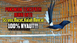 Download lagu PANCINGAN AMPUH!!MURAI BATU STRES MACET BUNYI KALAH MENTAL DIJAMIN LANGSUNG NYAUT mp3 Download lagu PANCINGAN AMPUH!!MURAI BATU STRES MACET BUNYI KALAH MENTAL DIJAMIN LANGSUNG NYAUT mp3