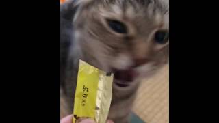 ゆめちゃんの食事タイム