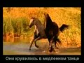 Красивая музыка о нежности и любви (Арабатский конь).mp4 