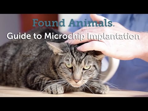 Microchip Implantation Guide: Protecting Your Pet's Safety and Ensuring a Safe Return Home