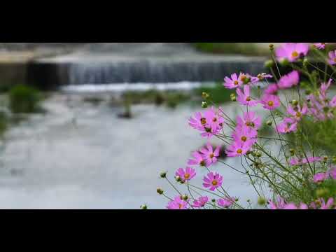 Валерий Меладзе - Я не могу без тебя (кавер на английском Samuel Silent).