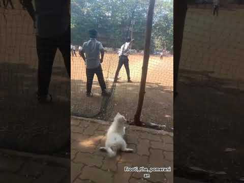 Play time 🐶 #cute #frootilove #puppielove #frooti #pets #frootilover #pomeranian #cutedog
