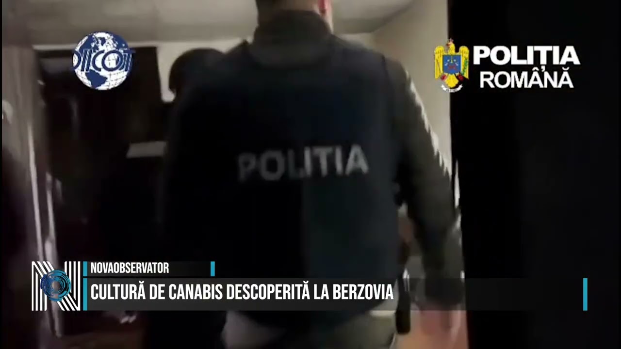 Cultură de canabis descoperită la Berzovia