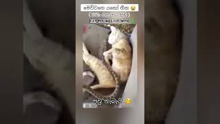 Download lagu බබා නෙවෙයි පත නයෙක්නෙ 🫠 #shorts #comedy #cat #funny mp3 Download lagu බබා නෙවෙයි පත නයෙක්නෙ 🫠 #shorts #comedy #cat #funny mp3