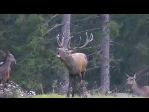 Auf Pirschgang - Hirschbrunft im steirischen Salzkammergut 2015